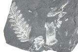 Fossil Seed Fern (Alethopteris & Pecopteris) Plate - Pennsylvania #360494-1